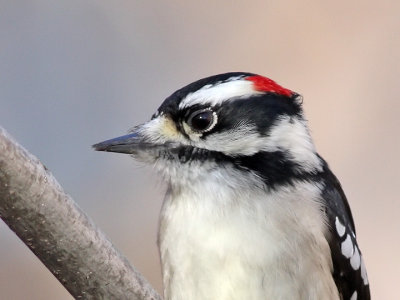 Pic mineur  Downy woodpecker