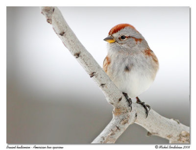Bruant hudsonien  American tree sparrow