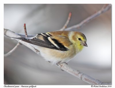 Chardonneret jaune  American goldfinch