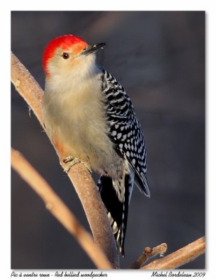 Pic  ventre roux  Red bellied woodpecker