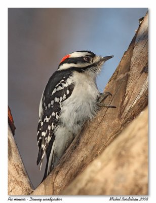 Pic mineur  Downy woodpecker