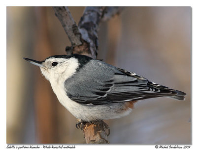 Sittelle à poitrine blanche White breasted nuthatch