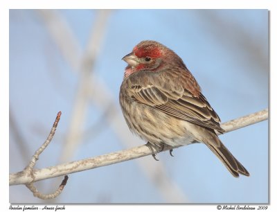 Roselin familier  House finch