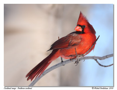 Cardinal rouge  Northern cardinal