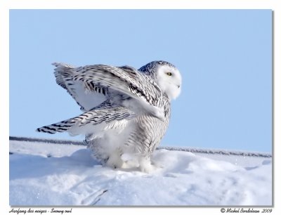 Harfang des neiges - Snowy owl