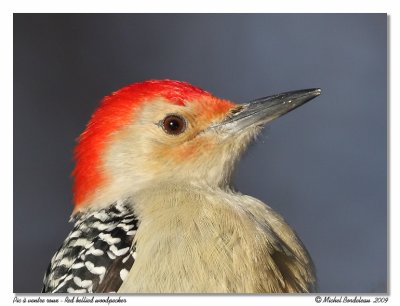 Pic à ventre roux - Red bellied woodpecker