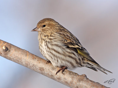 Tarin des pins  Pine siskin