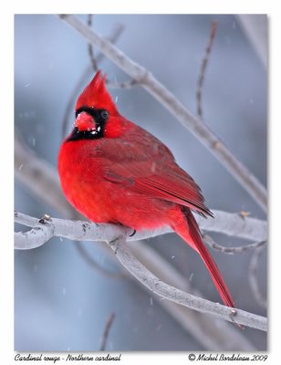 Cardinal rouge  Northern cardinal