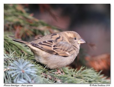 Moineau domestique  House sparrow