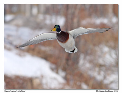 Canard colvert   Mallard