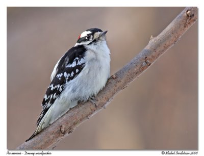 Pic mineur  Downy woodpecker