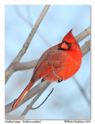 Cardinal rouge  Northern cardinal