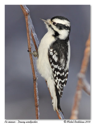 Pic mineur  Downy woodpecker