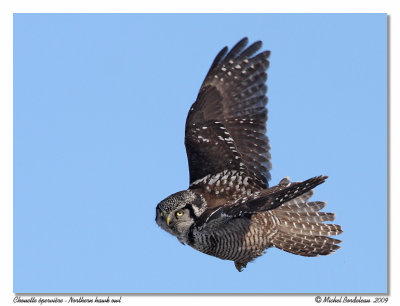 Chouette pervire <br> Northern hawk owl