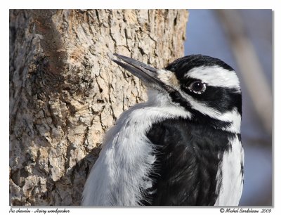 Pic chevelu  Hairy woodpecker