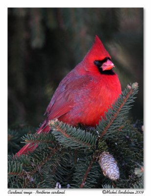 cardinal rouge  Northern cardinal