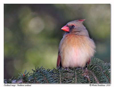 Cardinal rouge  Northern cardinal