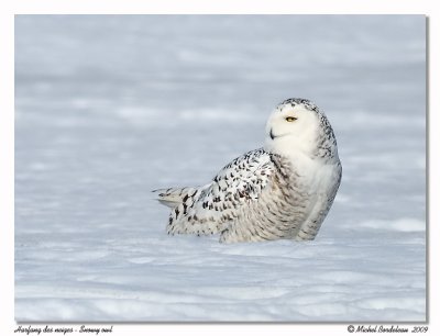 Harfang des neiges  Snowy owl