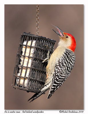 Pic  ventre roux  Red bellied woodpecker
