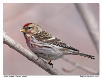 Sizerin flamm  Common redpoll