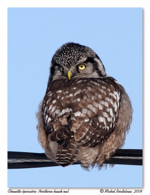 Chouette épervière - Northern hawk owl