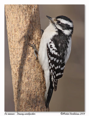 Pic mineur  Downy woodpecker