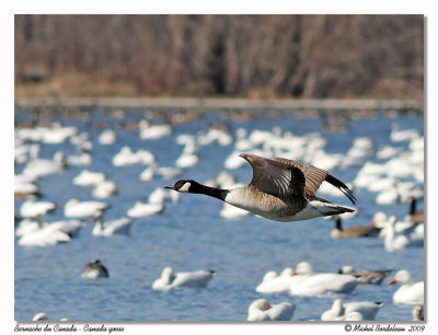 Bernache du Canada <br> Canada goose