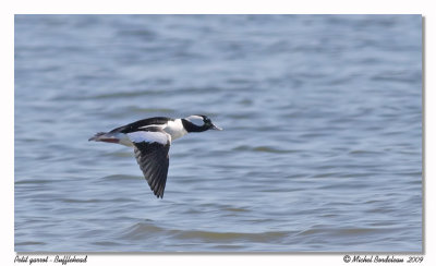Petit garrot - Bufflehead