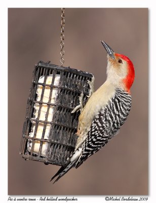 Pic à ventre roux Red bellied woodpecker