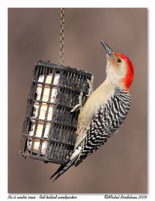 Pic  ventre roux  Red bellied woodpecker