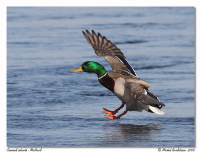 Canard colvert  Mallard