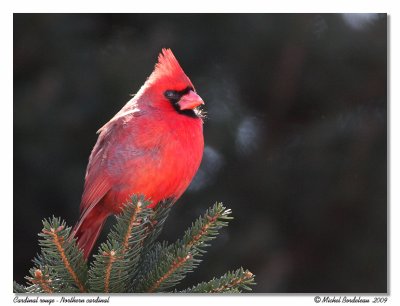 Cardinal rouge  Northern cardinal