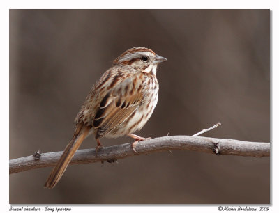 Bruant chanteur  Song sparrow