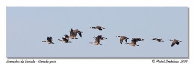 Bernache du Canada  Canada goose