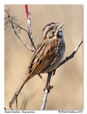 Bruant chanteur  Song sparrow