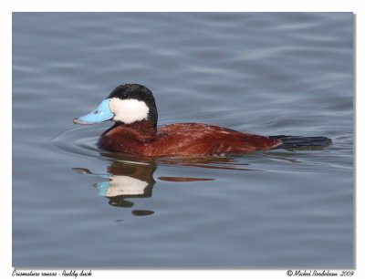 rismature rousse  Ruddy duck