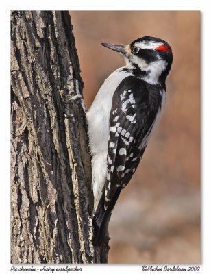 Pic chevelu  Hairy woodpecker