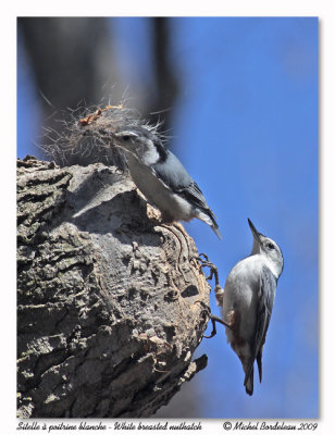 Sittelle  poitrine blanche  White breasted nuthatch