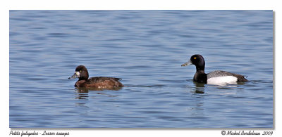 Petit fuligule - Lesser scaup