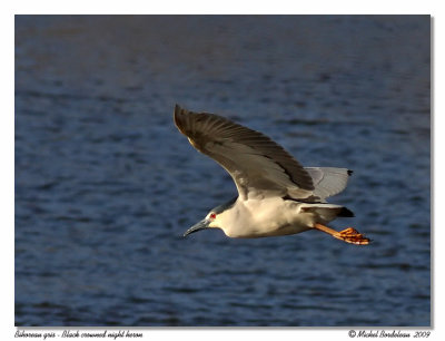 Bihoreau gris  Black crowned night heron