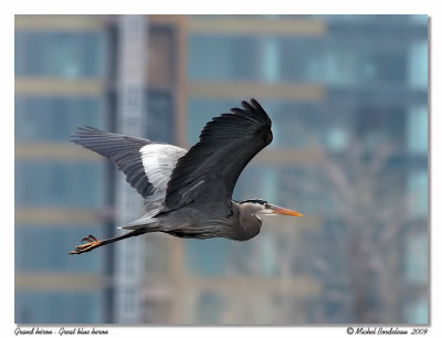 Grand hron <br/> Great blue heron