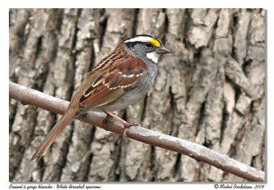 Bruant  gorge blanche <br/> White throated sparrow
