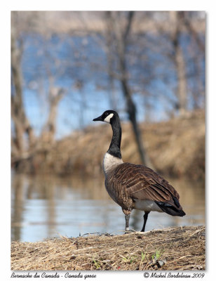 Bernache du Canada  Canada goose