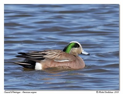 Canard d'Amrique  American wigeon