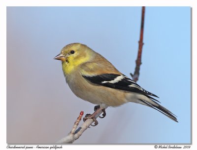 Chardonneret jaune American goldfinch