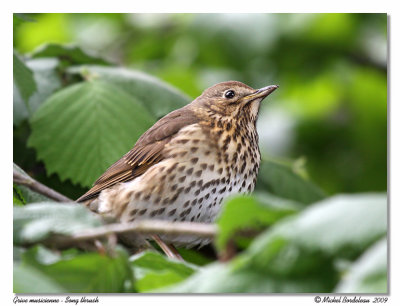 Grive musicienne  Song thrush