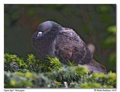 Pigeon bizet  Rock pigeon