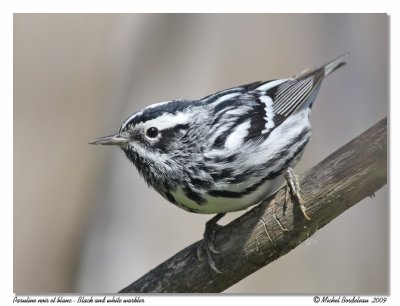 Paruline noir et blanc  Black & white warbler