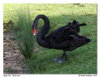 Cygne noir  Black swan