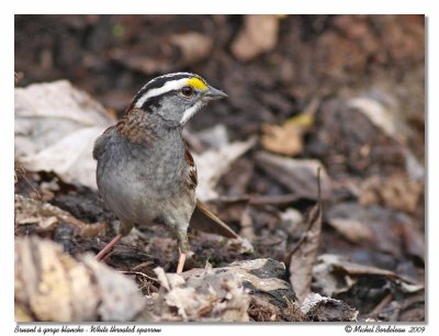 Bruant   gorge blanche  White throated sparrow